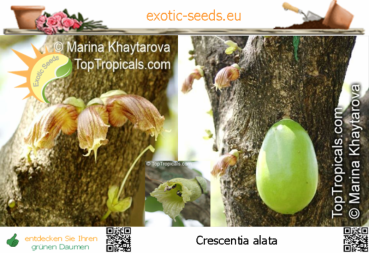 Crescentia alata, 10-100 Samen
